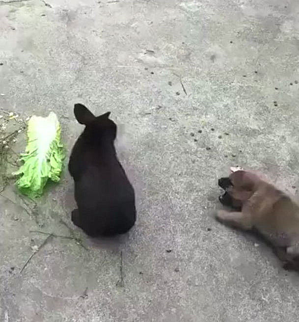垂耳兔怎么養,垂耳兔怎么養它會和你熟
