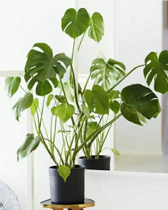 室内吸毒植物手册,选择对了才有效