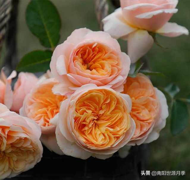 莫奈月季的优缺点（强烈推荐8款月季耐热耐晒）