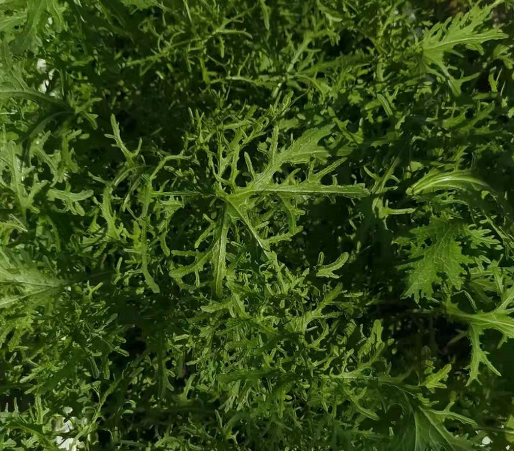 雪里蕻圖片,蔬菜雪里蕻圖片