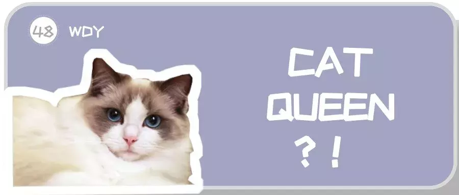 布偶猫价格那么贵合理吗?就算买得起也不一定适合养