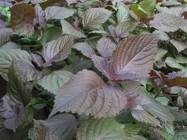 北方藥材,北方藥材種植項目哪種最好