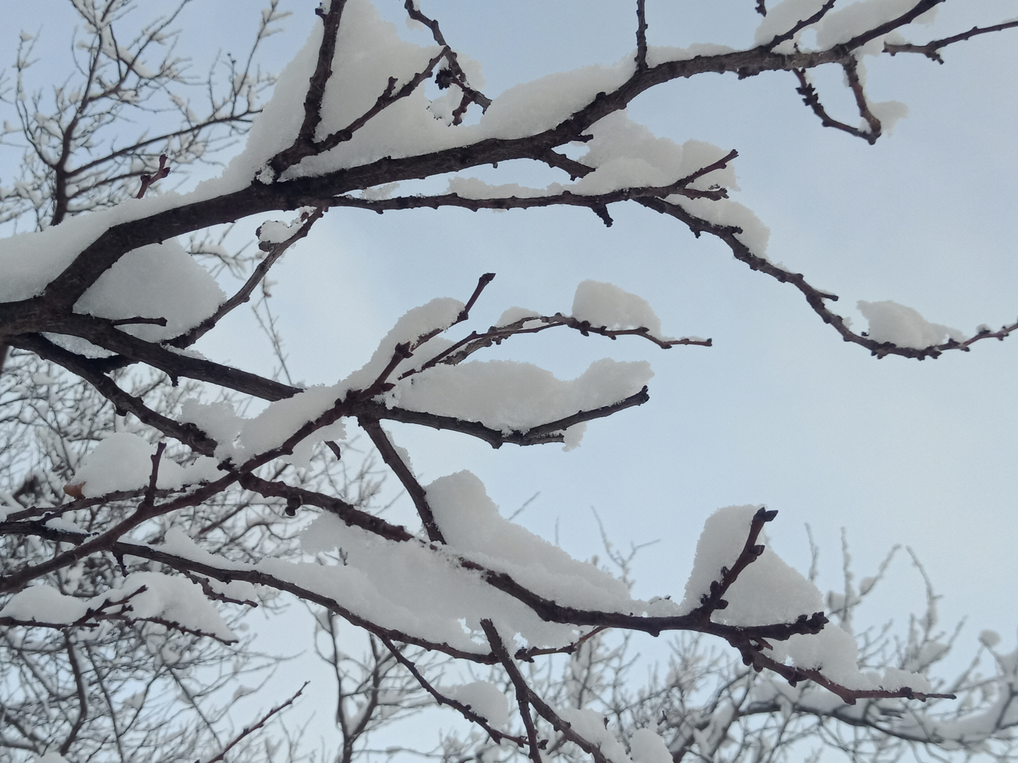 忽如一夜春风来千树万树梨花开(忽如一夜春风来千树万树梨花开 季节)