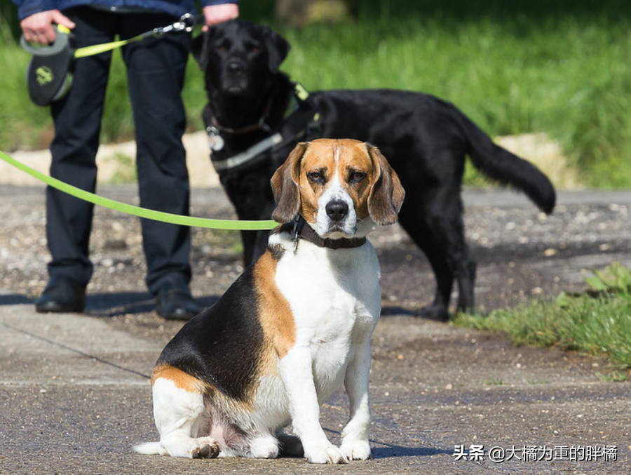养狗不是为了折腾，公狗的这6个“缺点”太磨人，养母狗更省心！