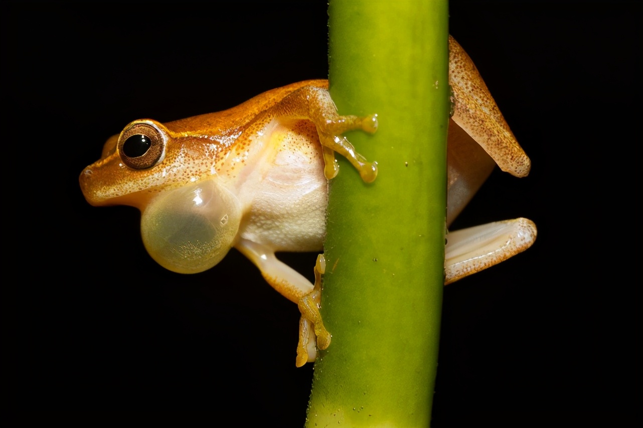 青蛙如何呼吸的呢,青蛙呼吸的方式介绍-万网时代