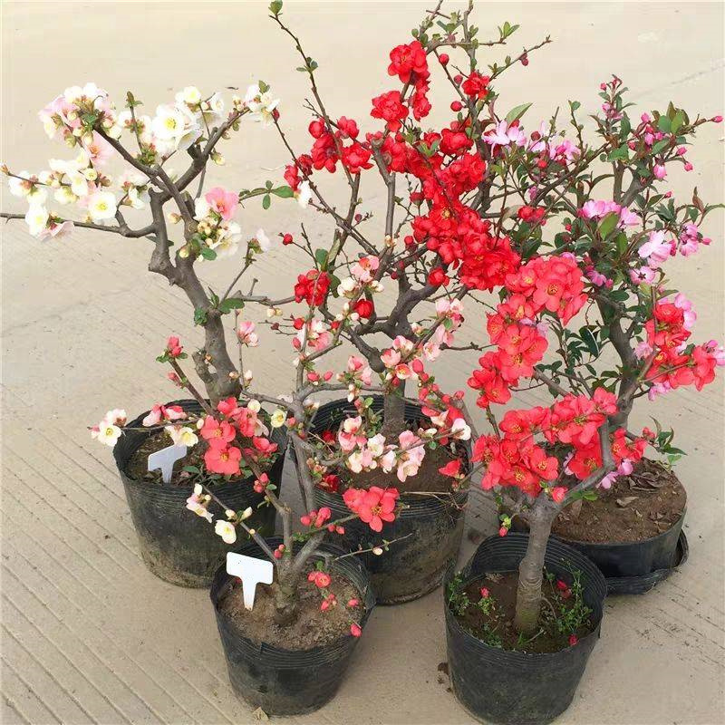 “寿命长”的11种花,好养寓意好,越养越值钱