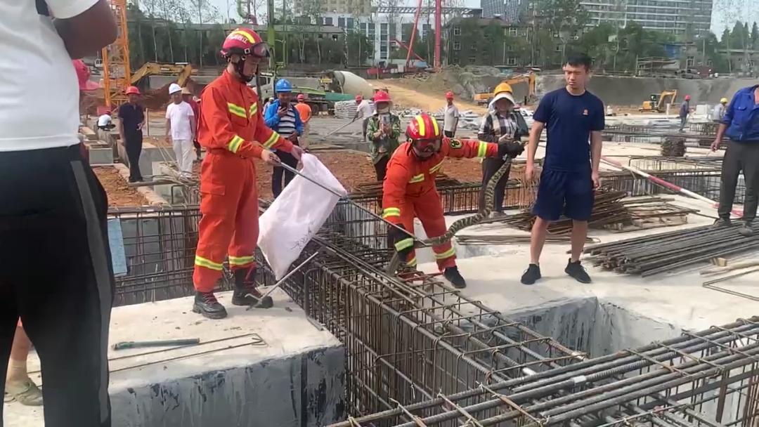 秋末多地“蛇出没”，农民除了养鹅防蛇，还有哪些防蛇的好方法