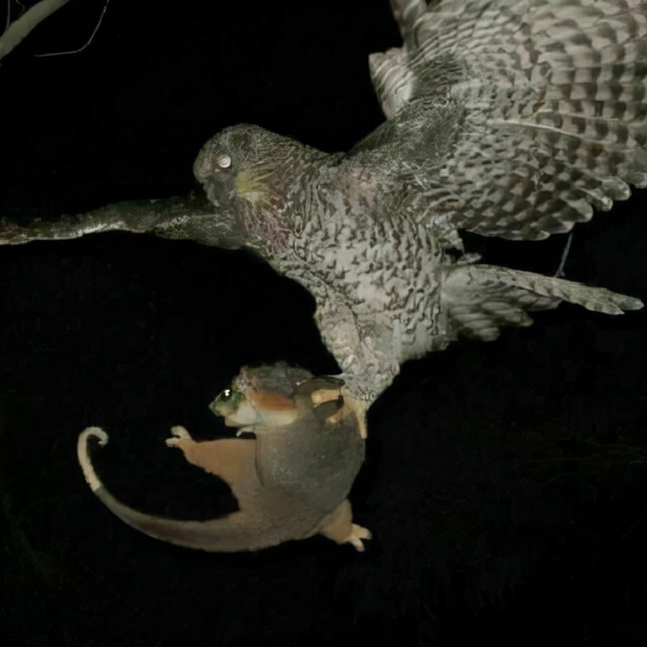 猫头鹰从不自己筑巢，都是抢，为什么？战斗力爆表，是鹰的天花板