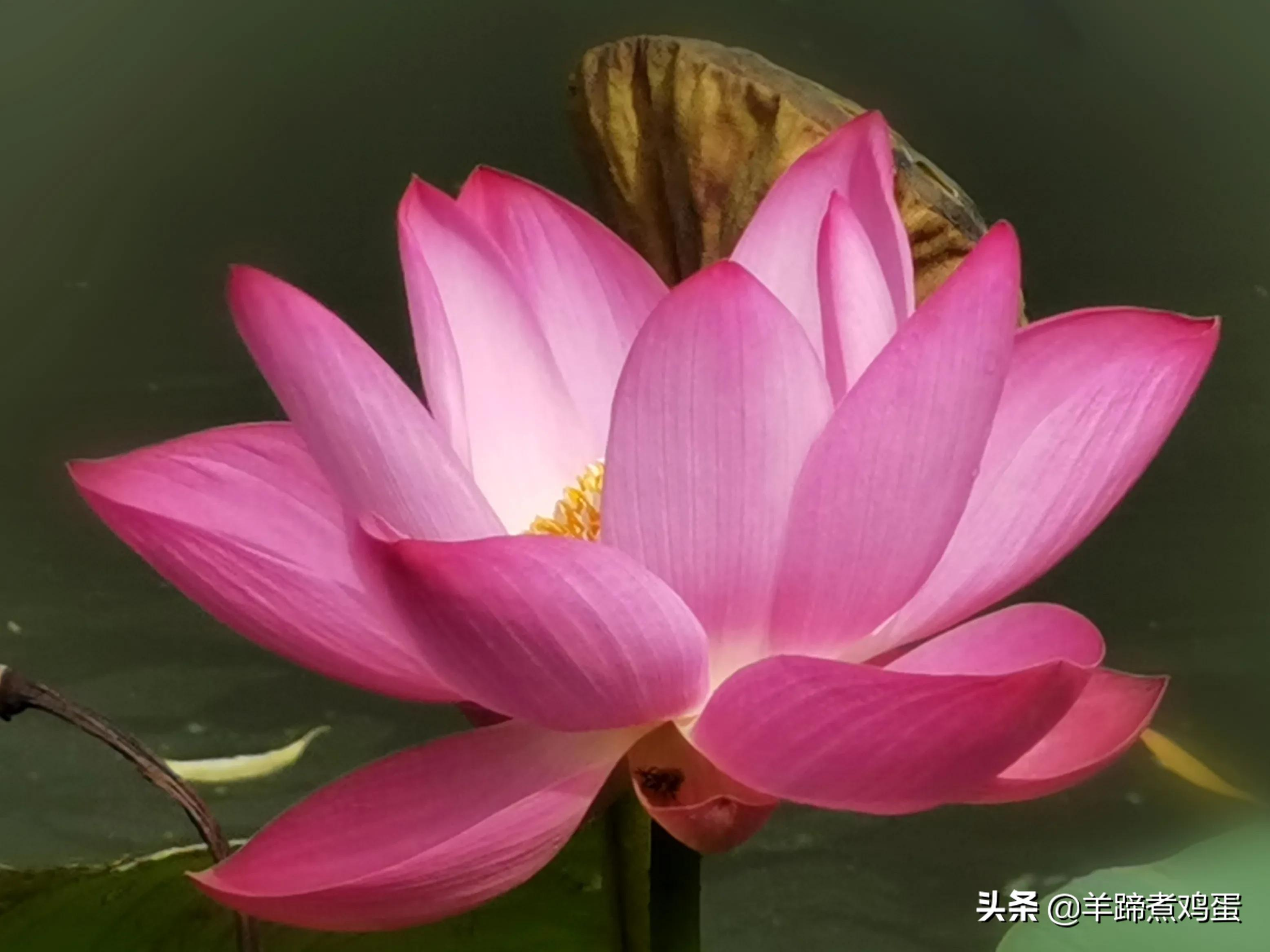 淫雨唤云行日隐耀霞红--雨后北京云空的美丽身影留下霞浓