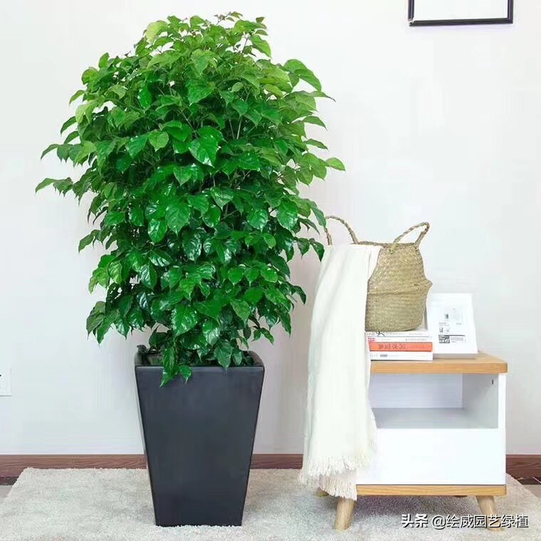 朋友乔迁之喜送什么绿植好（朋友乔迁之喜送什么植物好）