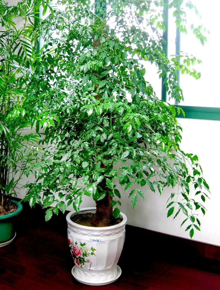 小叶老桩幸福树怎么养比较好图文