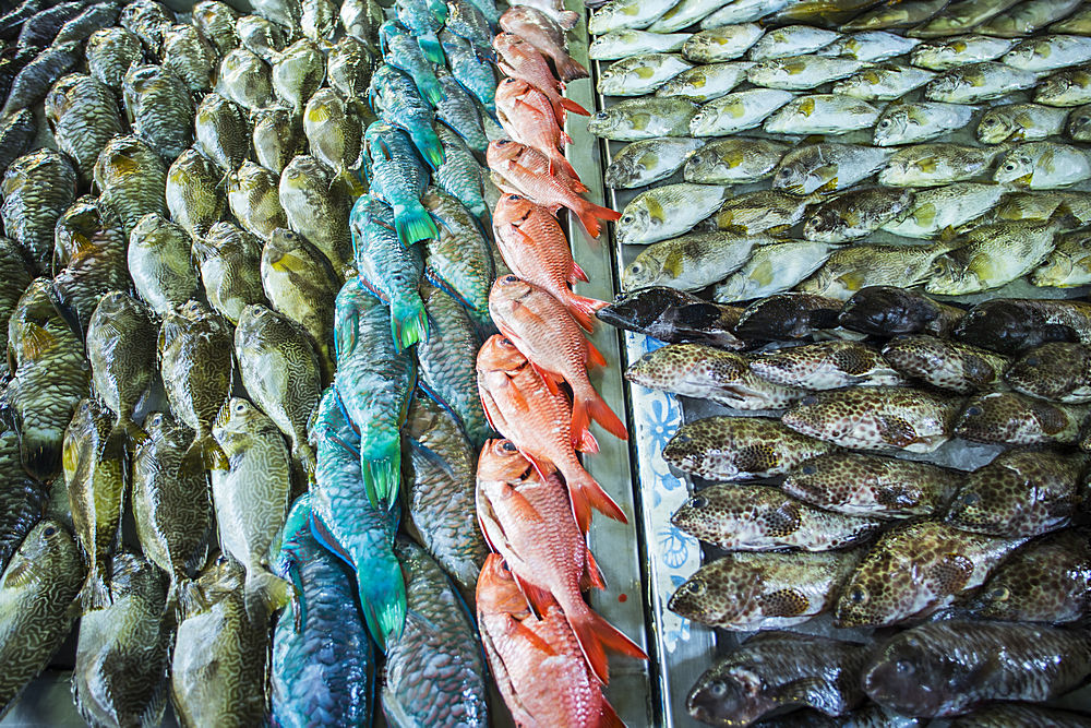海魚有哪些,海魚有哪些品種
