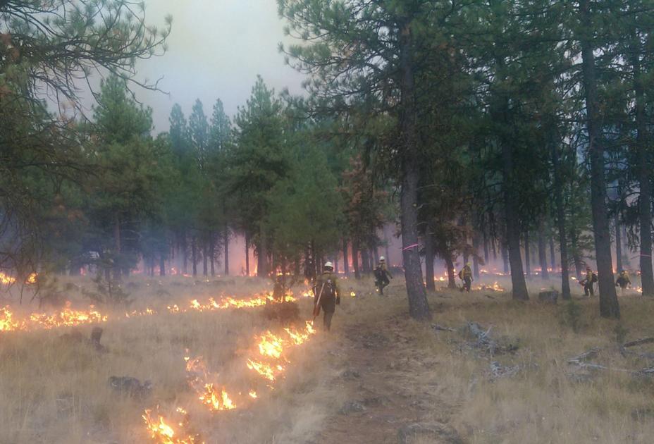 地球上至今还活着的最大生物是什么？无法遏制，它仍在不断狂长