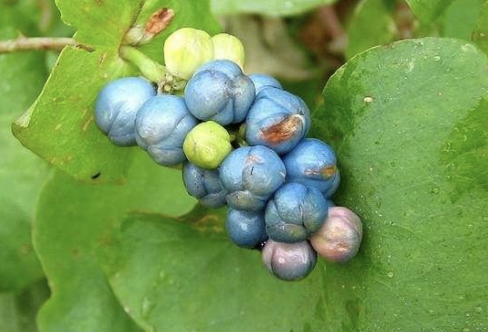 刺犁头草的功效与作用(刺犁头草的功效与作用)-我的快乐小窝