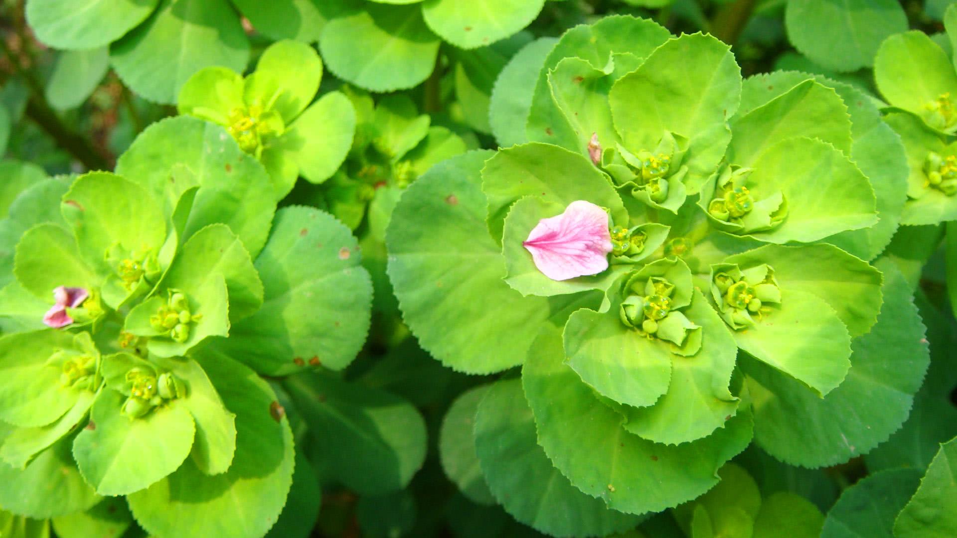 猫眼草的功效与作用(泽漆) - 行就行