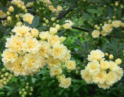 80厘米长的木香花多久开花 木香花长多高能开花 男神信息网