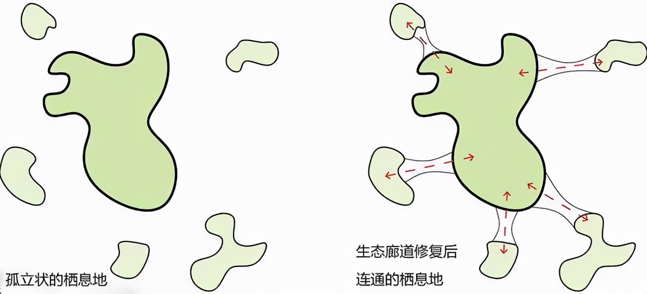 华北豹频频现身，为何仍难以控制当地野猪？豹子能打得过野猪吗？