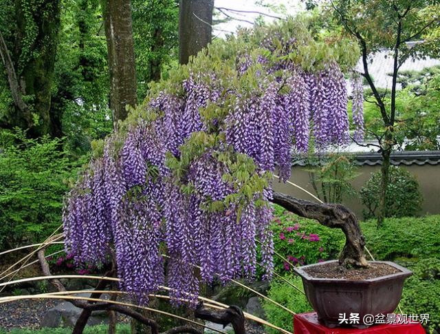 你知道盆景可以分为几类吗？