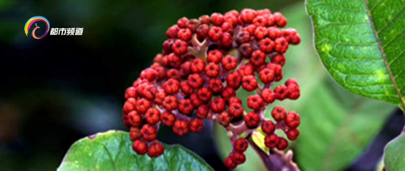 茱萸在古代指什么意思遍插茱萸少一人中的茱萸是什么植物