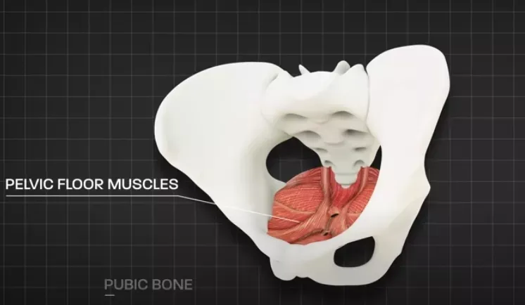 产后漏尿、大肚腩,该如何修复?在家可以这样做