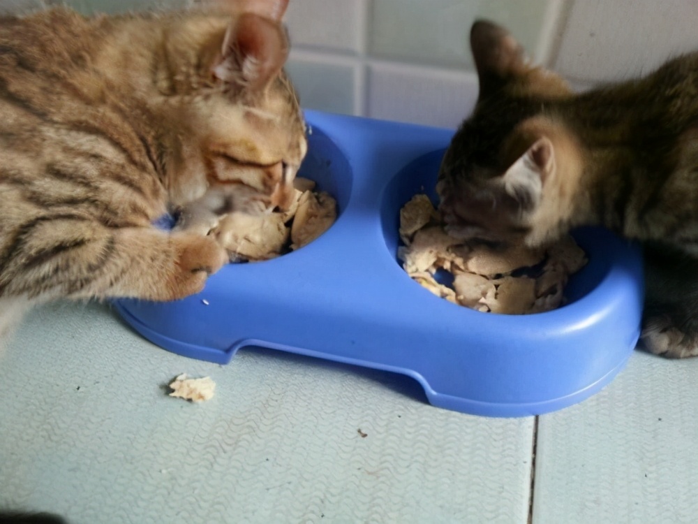 猫能吃虾吗（6种对于猫咪来说是人间美味食物）