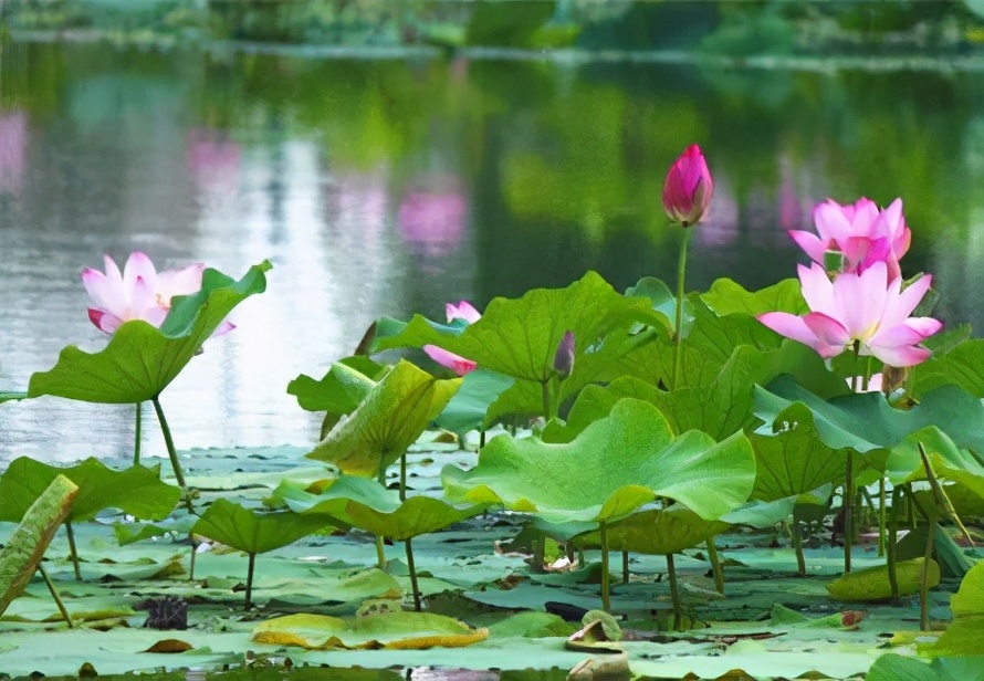 知云时代教育集团 | 辽宁师范大学海华学院