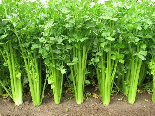 芹菜馅的饺子馅怎么调最好吃（牢记3个诀窍，还鲜嫩好吃）