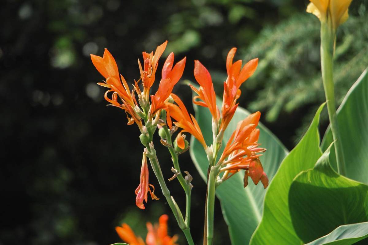 常见100种花卉图片（100种常见花图鉴非常详细）