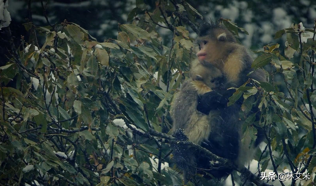 理想照耀中国：龙勇诚高考填错志愿，将错就错成就伟大事业，靠啥