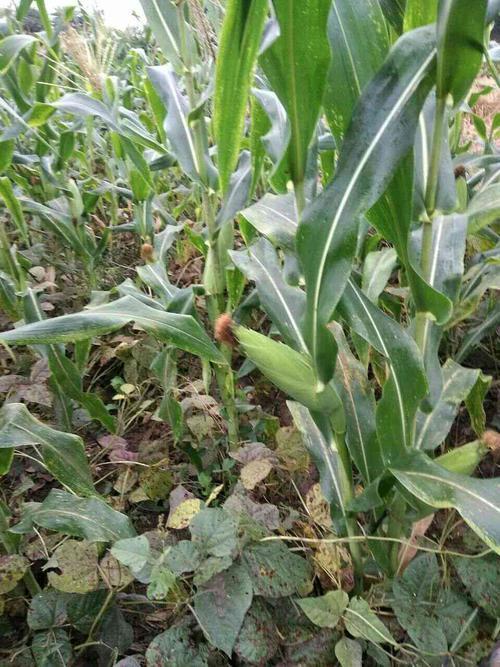 小黄姜图片(一种野生姜有价值) - 赤虎壹号