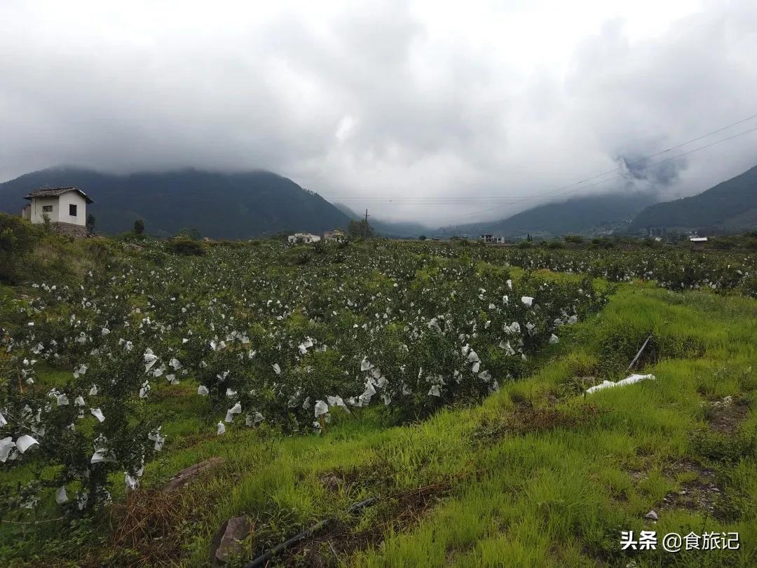 核桃吃起來像水果?像凝結的奶漿,一口瑩白脆甜,嫩到