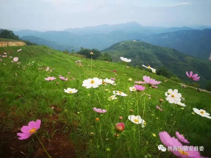 格桑花是什么地方的花，关于高原格桑花的知识介绍