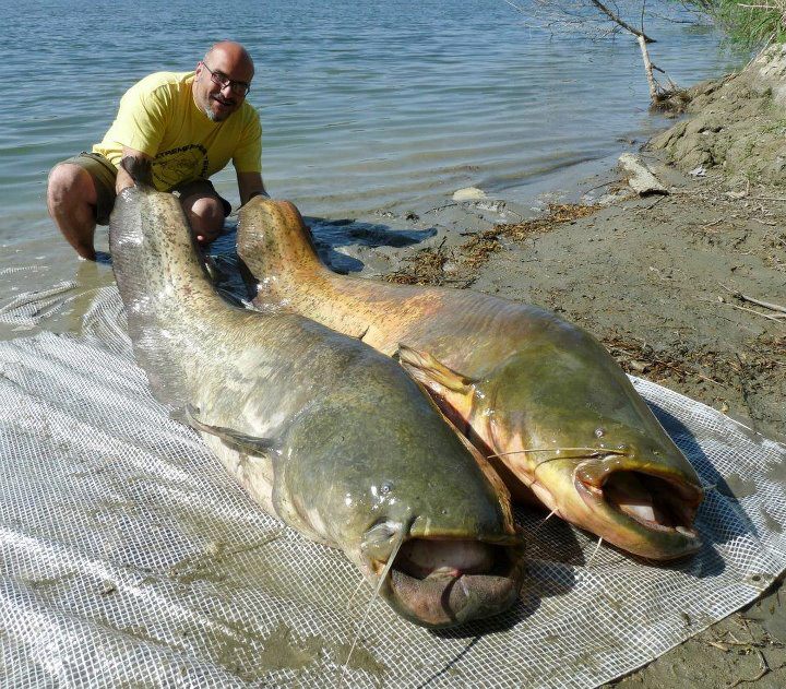 湄公河巨型鲶鱼图片