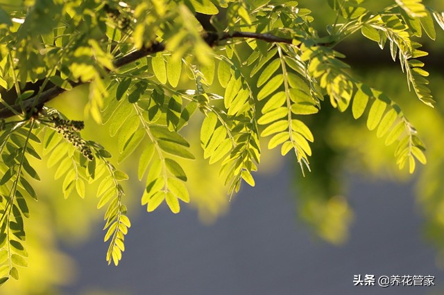 洋槐花几月份开花（一文了解洋槐花的开花时间）