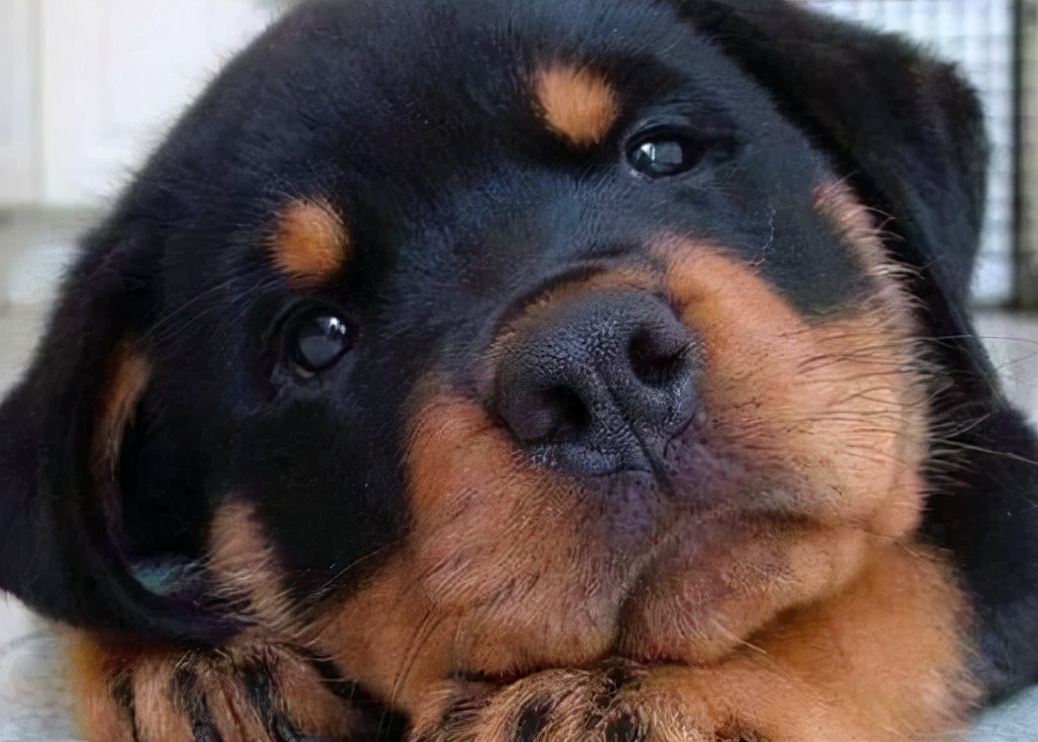 罗威纳犬的优点和缺点 为什么不建议饲养
