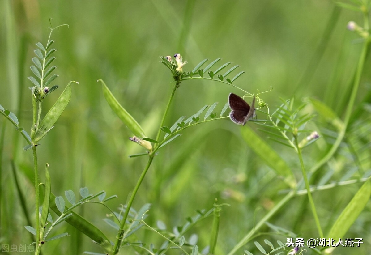 39种野菜图片，教你认识不同的野菜和吃法，你想要的野菜这里都有
