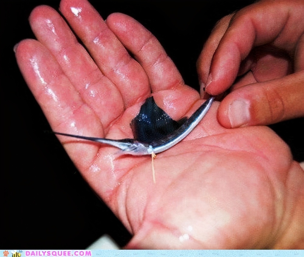 旗鱼是一个怪异的世界纪录保持者,它们是卵生鱼类,刚孵化时身长不超过