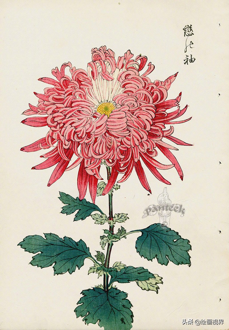 菊花绘画技法大全：从入门到精通的多种画法详解