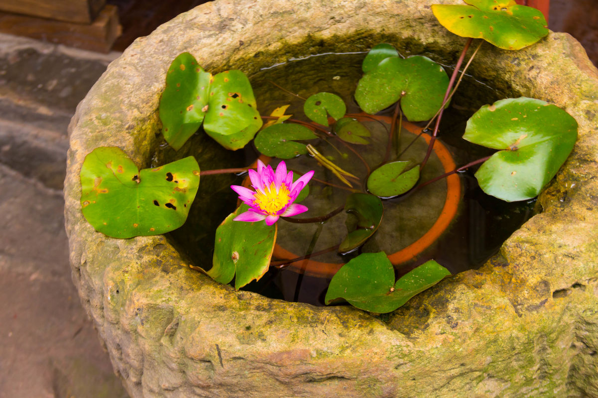 碗莲如何种植碗莲的种植方法水培