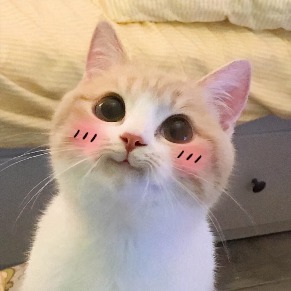 世界名猫品种排行榜：从波斯猫到缅因猫的顶级猫咪品种排名