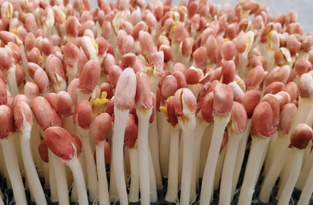 花生芽:生长不能见光,曾误认为不能吃,却被誉为"菜中珍品"