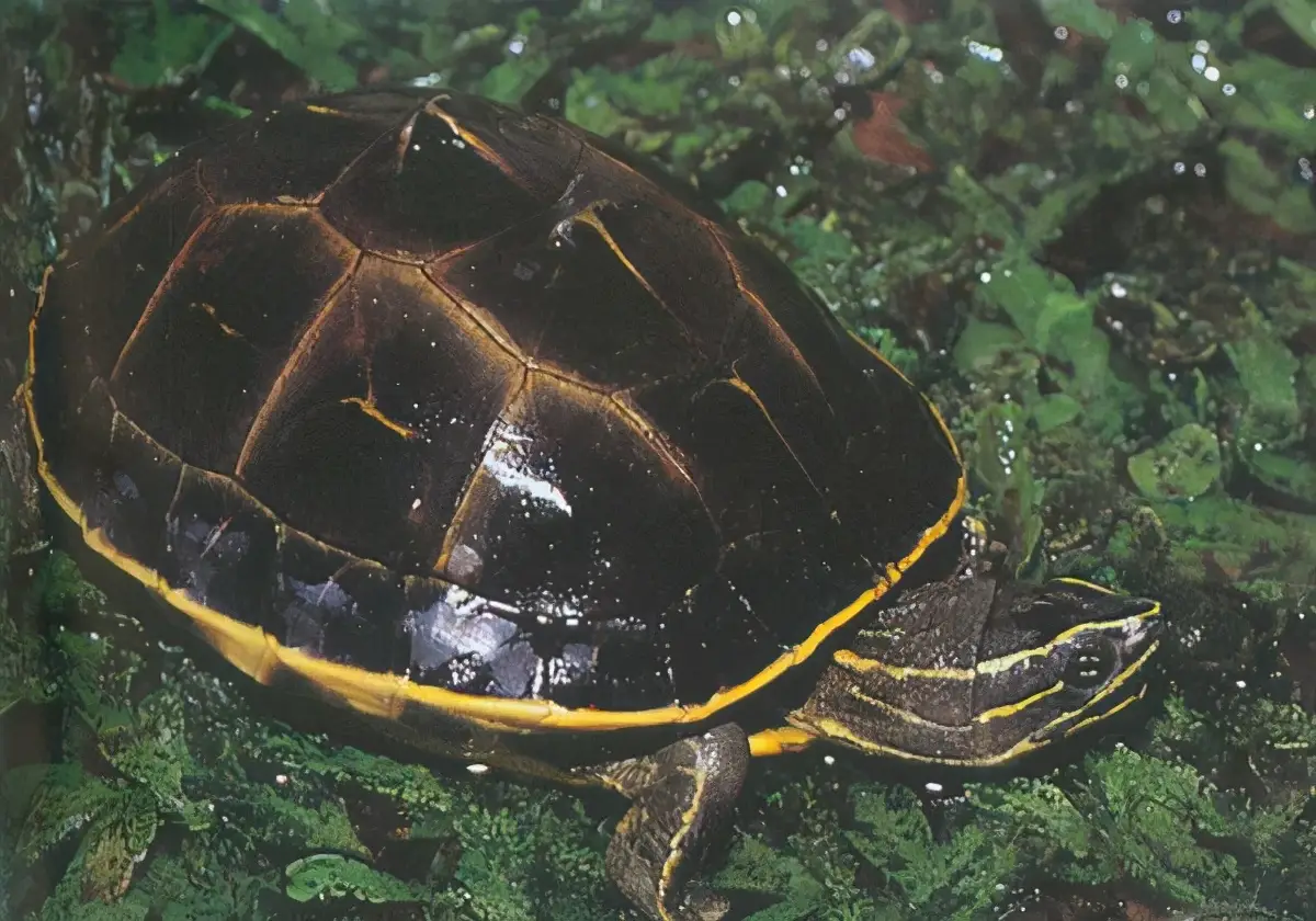 乌龟的种类图片及名称（乌龟的品种图片）