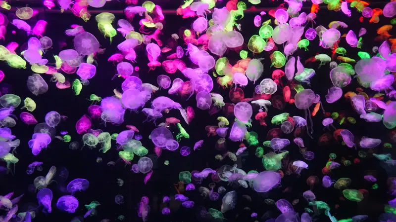 长隆欢乐世界旅游攻略景点必去（三天三夜欢乐长隆之旅）