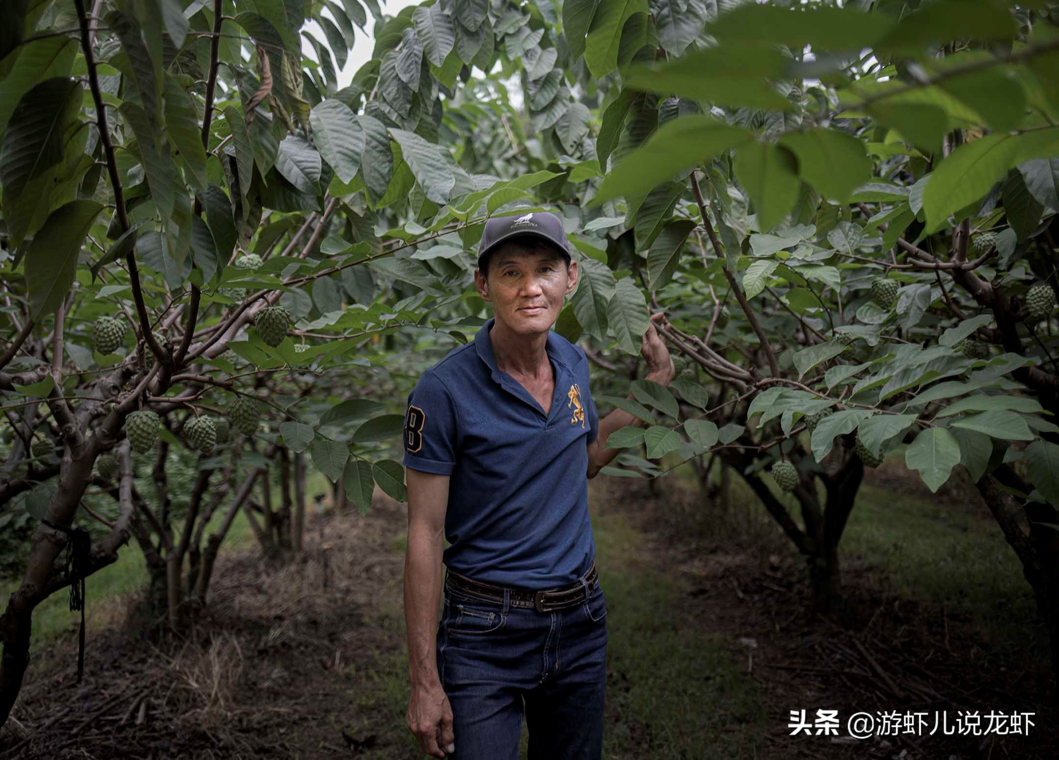 台湾万吨释迦销路受阻！价格由最高70新台币降至25新台币