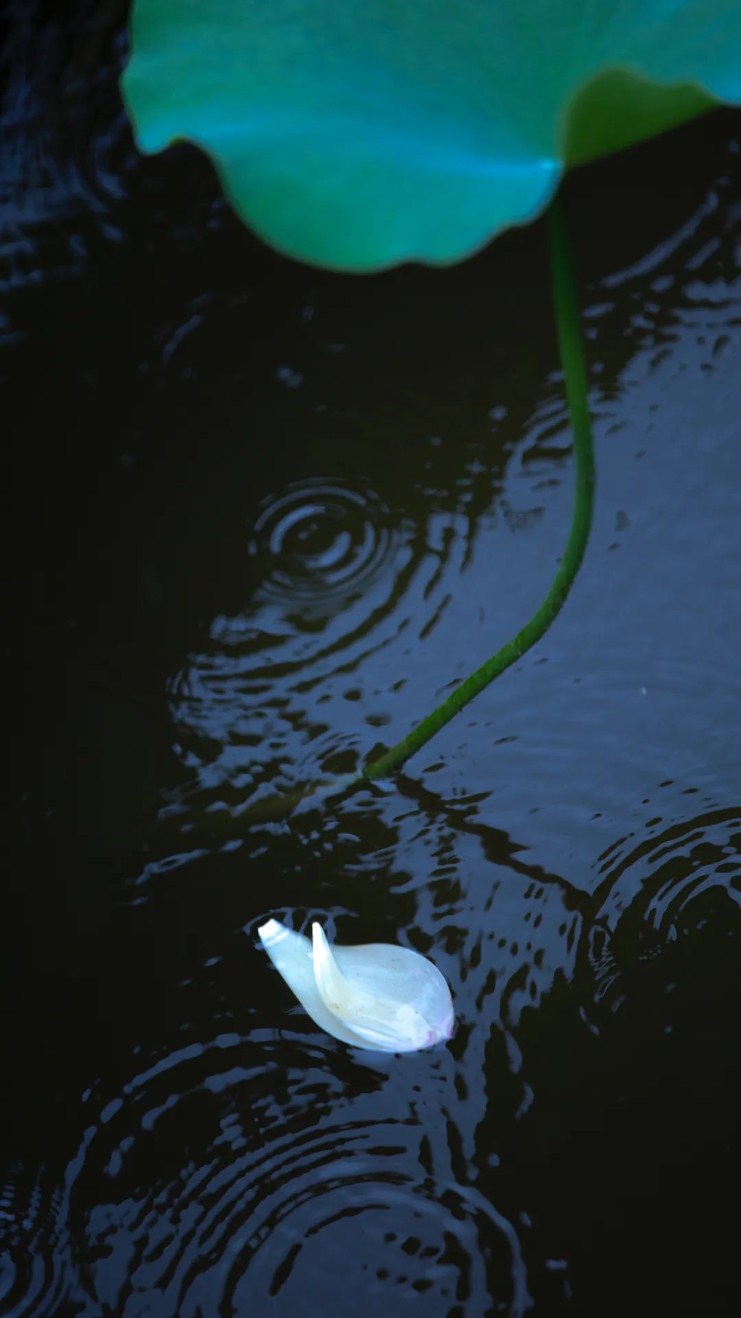 下雨天，随处都是景，怎么拍出意境？