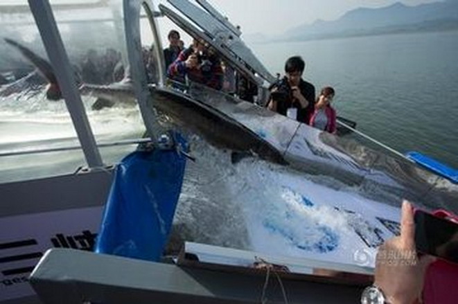 中华鲟：国之瑰宝，生命消亡抑或延续？