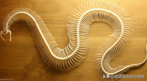 shells(英语原版阅读：Reptiles)