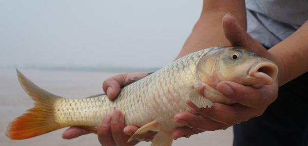 黄河泥沙多又浑浊，但为何野生大鲤鱼却特别好吃？一条能卖上千元