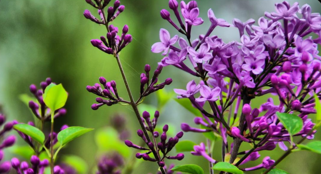 丁香花什么颜色(丁香花开满城香，十首丁香花的古诗词，绽满枝头，如霞如烟)