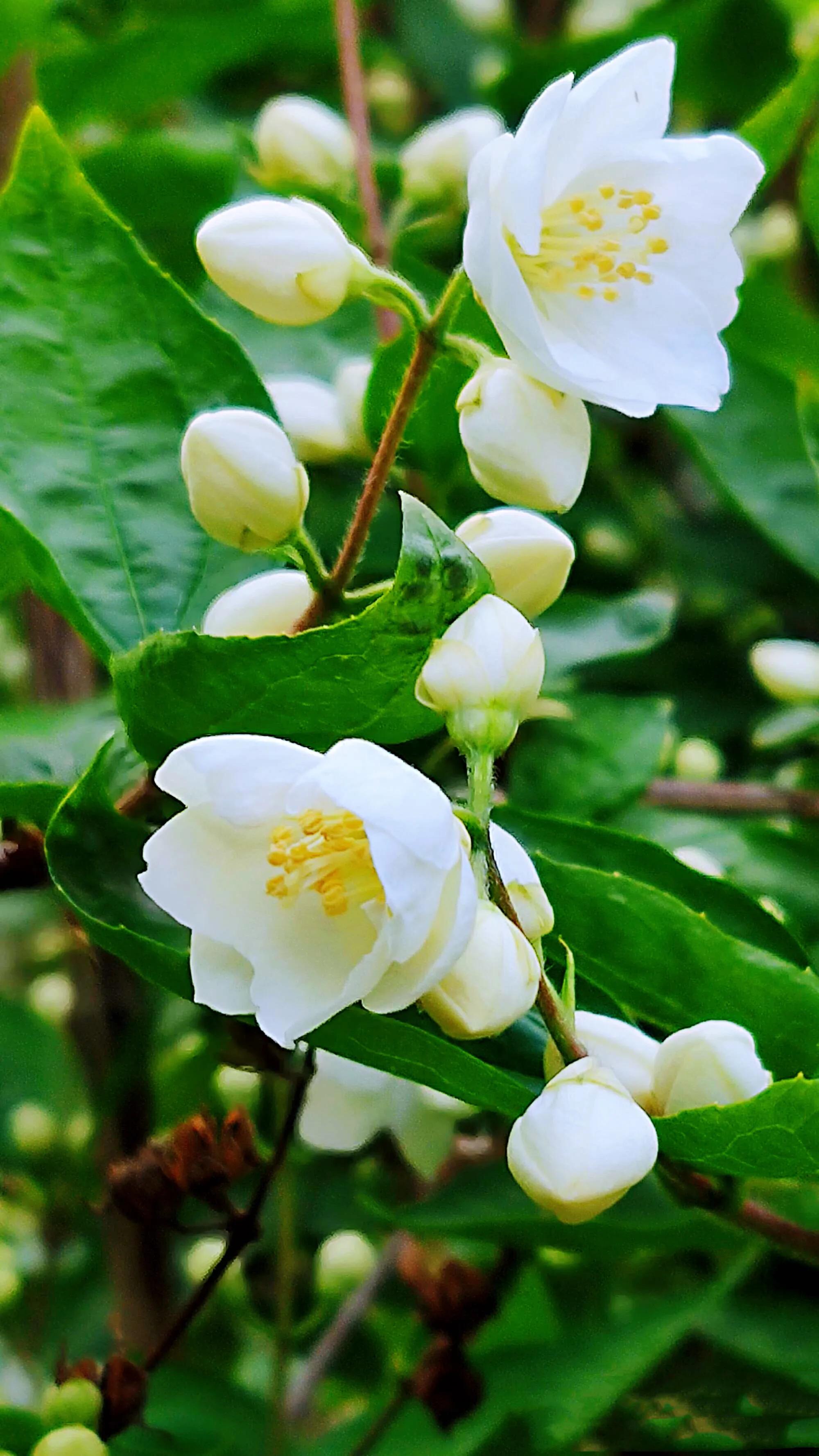 山梅花～洁白无瑕,香气袭人